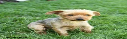 Yorkshire Terrier dogs for sale: Rosie - Ad 6