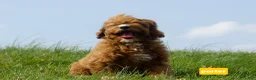 Cavapoo dogs for sale: Porter  - Ad 5