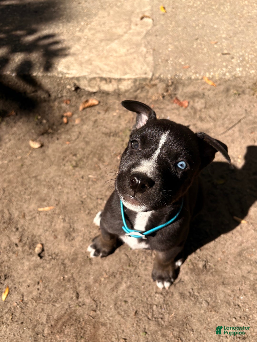 Mixed Breed dogs for sale: Bear - Ad 9