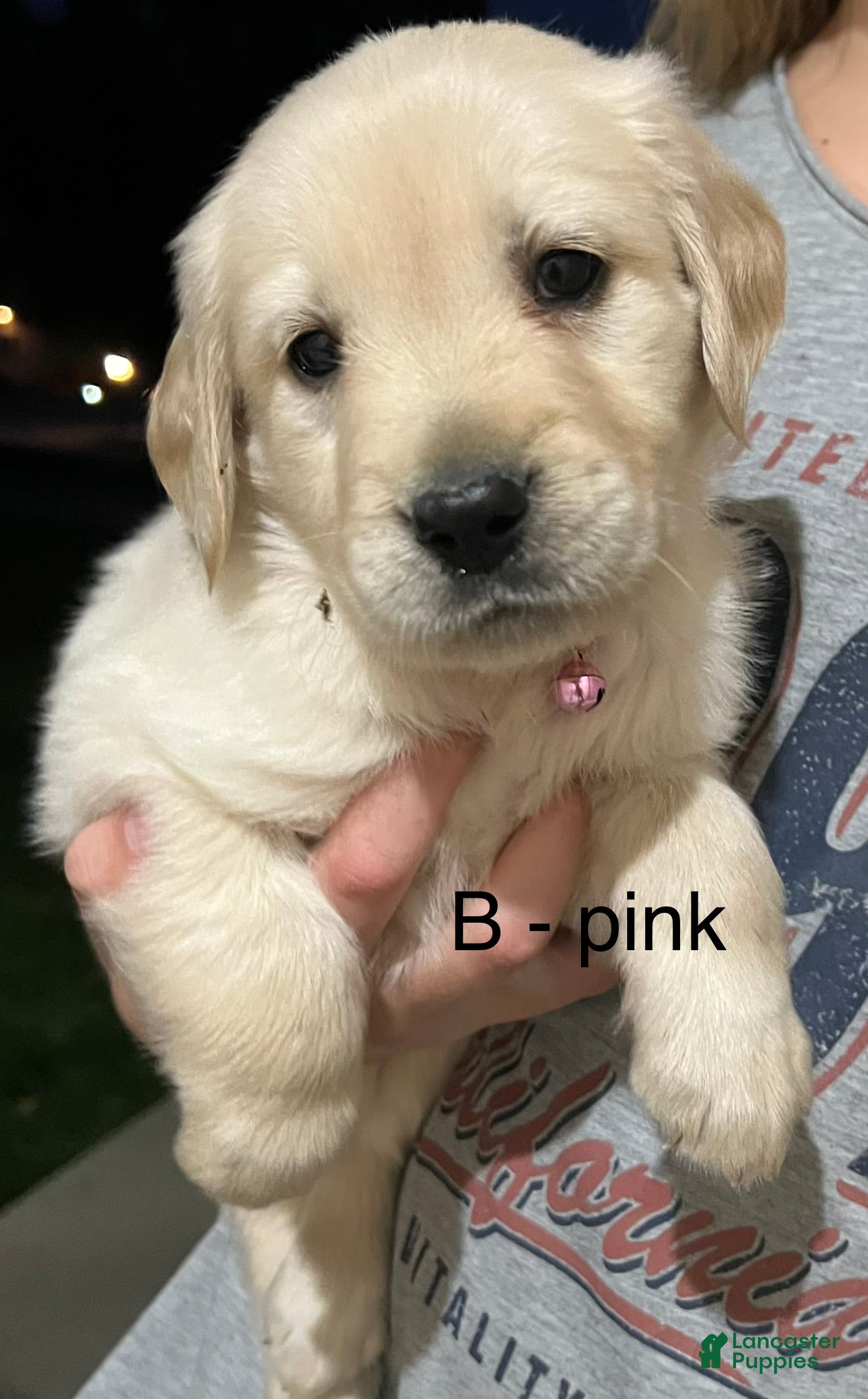 Golden Retriever dogs Pink  - Ad 1