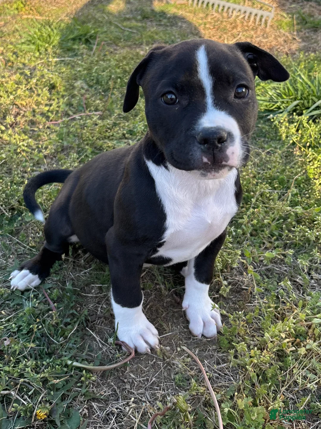 American Bully dogs for sale: Drago - Ad 1