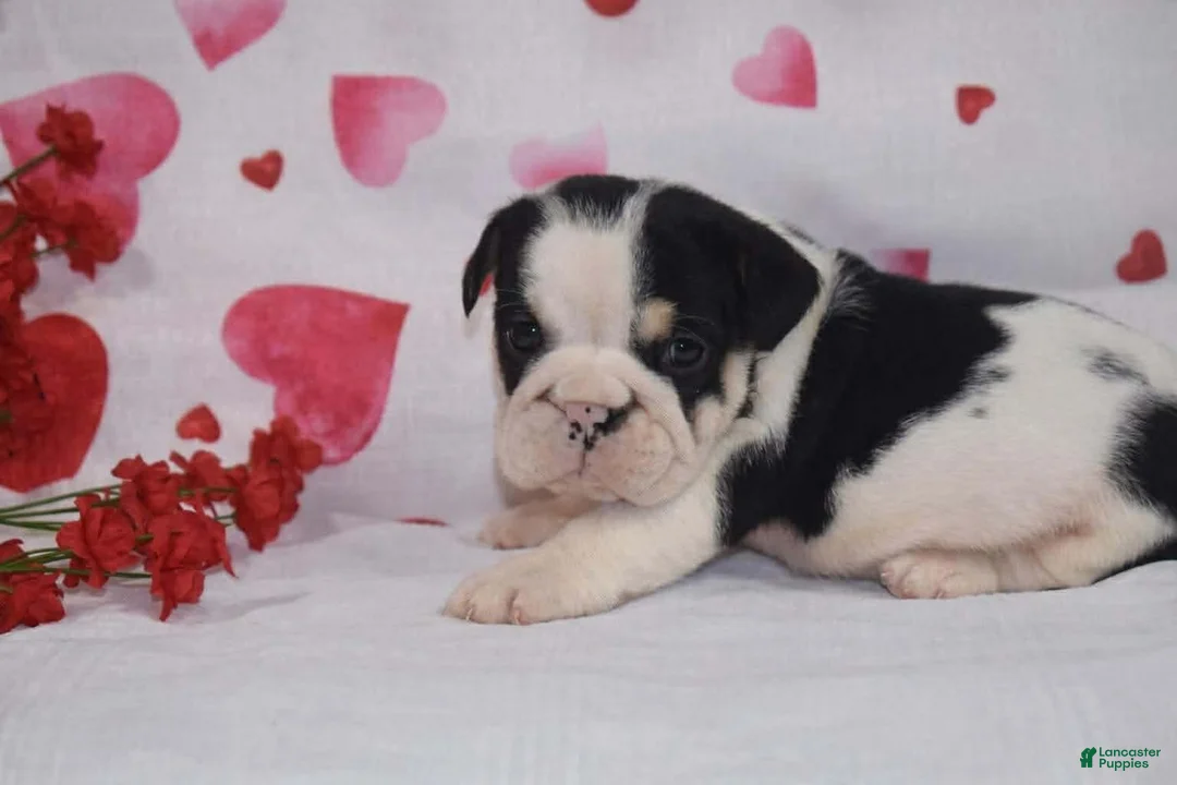 English Bulldog dogs for sale: Daisy - Ad 4