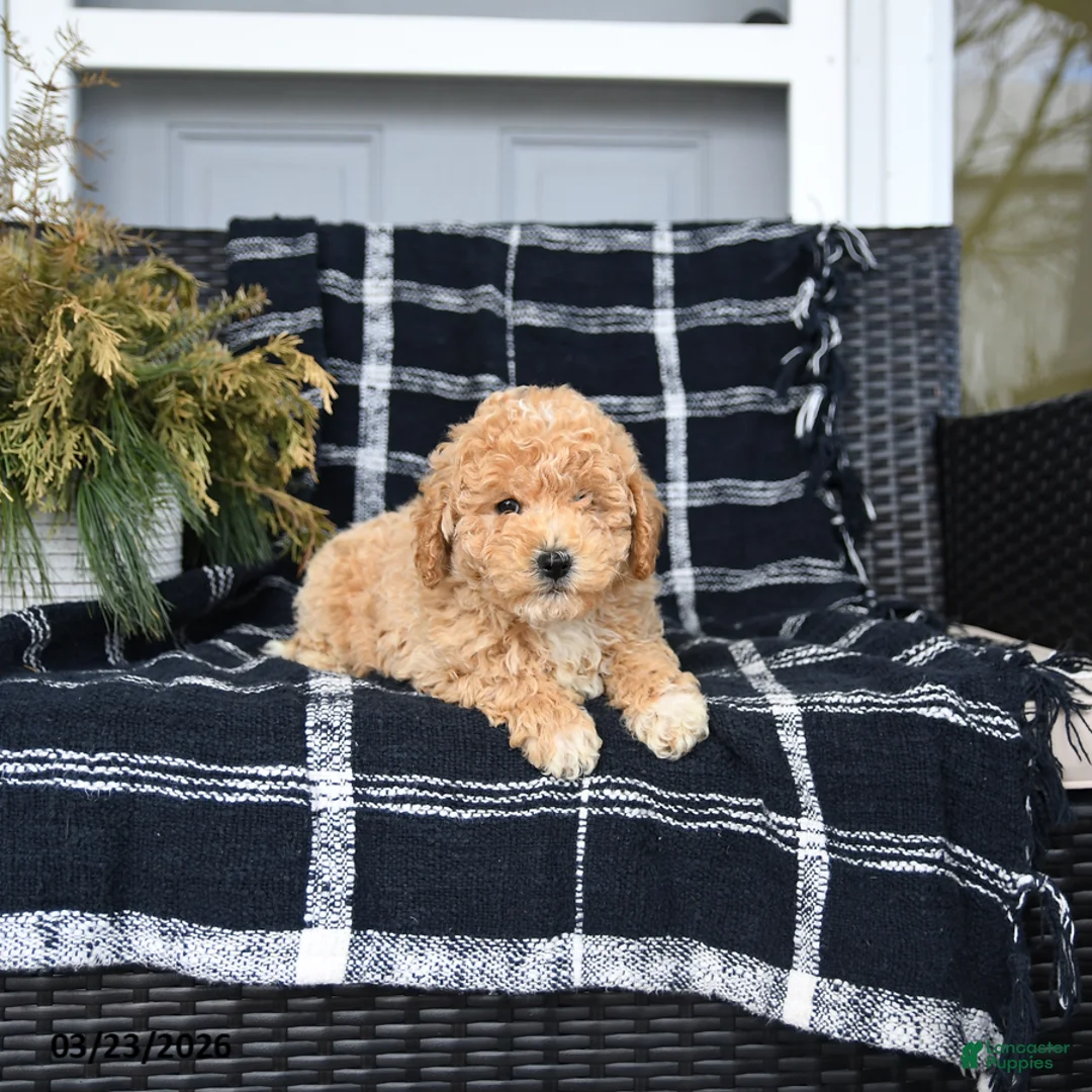 Bichon Frise dogs for sale: Peter - Ad 2