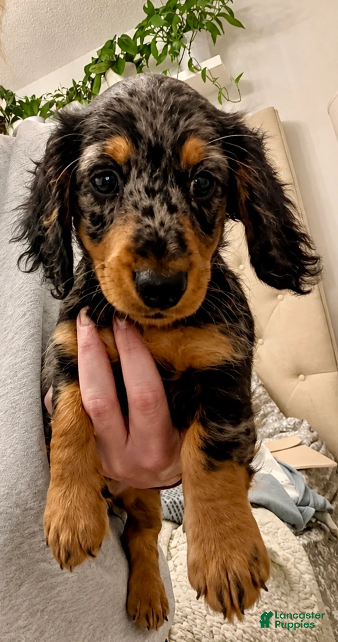 Miniature Dachshund dogs for sale: Nova - Ad 2