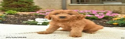 Mini Goldendoodle dogs for sale: Lassie  - Ad 3