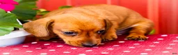 Miniature Dachshund dogs for sale: Ruben - Ad 4