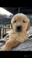 Golden Retriever Puppy 1