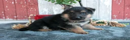 German Shepherd dogs for sale: Kali - Ad 3