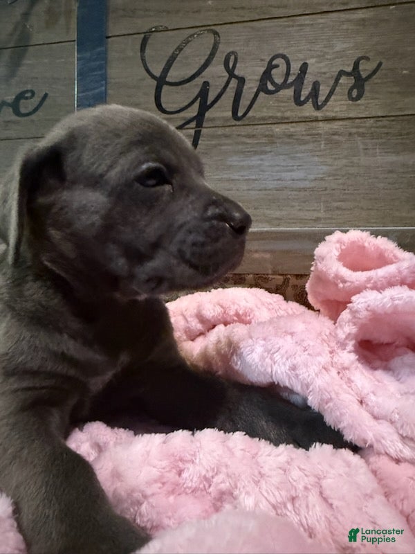 Cane Corso dogs Girl 4 - Ad 1