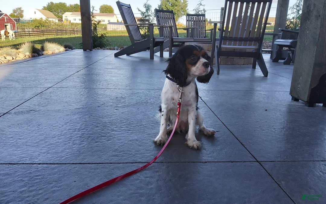 Cavalier King Charles Spaniel dogs for sale: Cavalier King Charles Spaniel Puppy 1 - Ad 8
