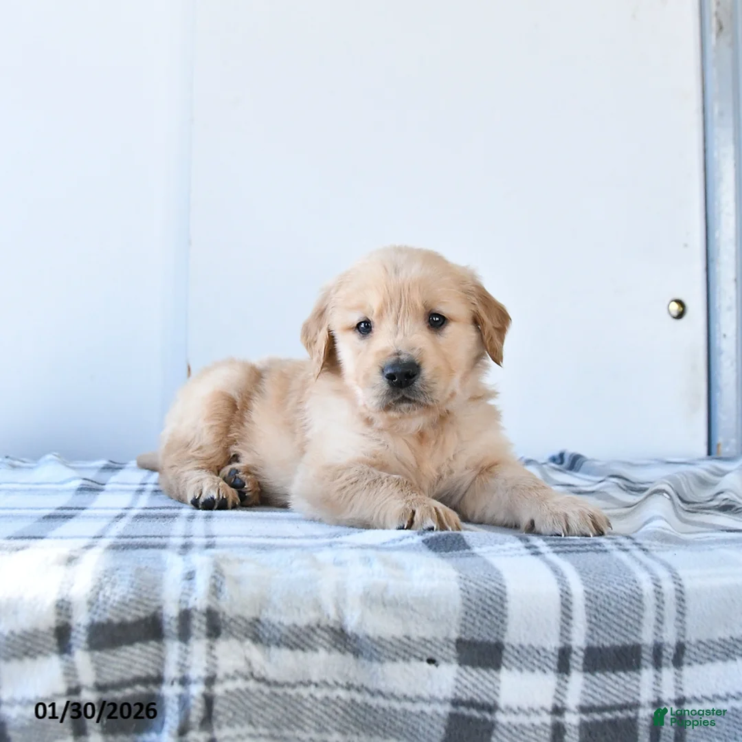 Golden Retriever dogs for sale: Ranger - Ad 2