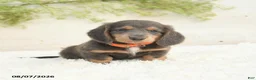 Miniature Dachshund dogs for sale: Lonnie - Ad 4