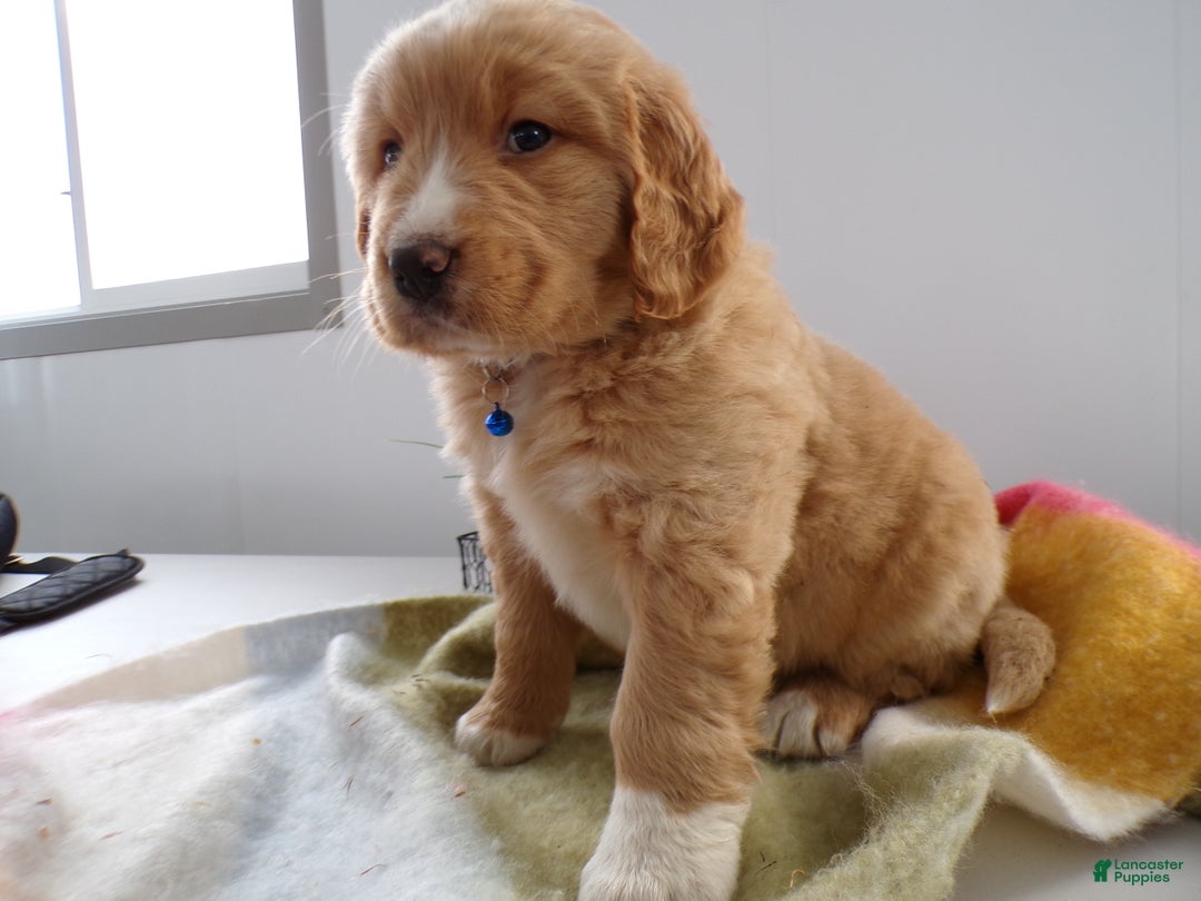 Goldador dogs for sale: Goldador Puppy 6 Moose - Ad 3