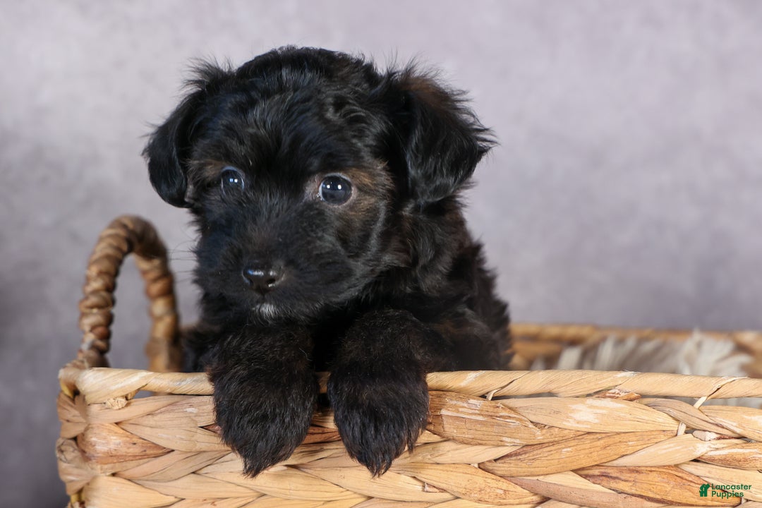 Mini Aussiedoodle dogs for sale: Snickers - Ad 3