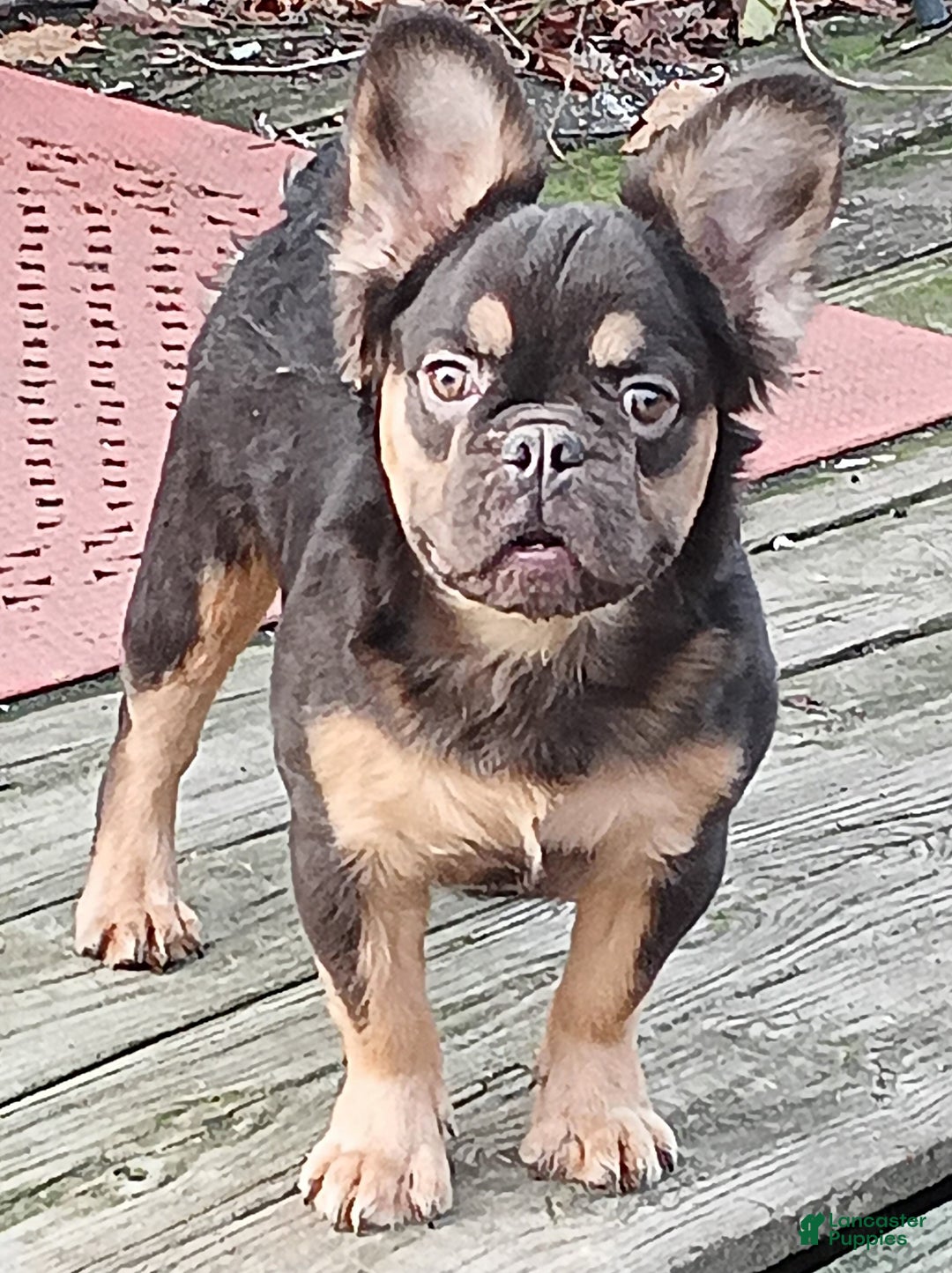 French Bulldog dogs for sale: Rootbeer - Ad 2