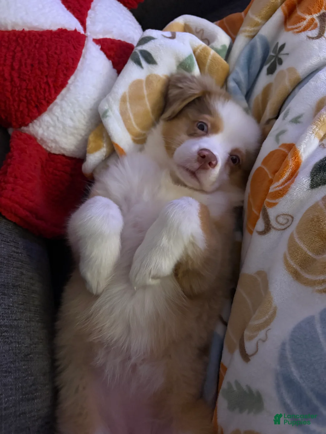 Miniature Australian Shepherd dogs for sale: Miniature Australian Shepherd - Ad 2