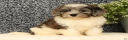 Havapoo dogs for sale: Snickers - Ad 5