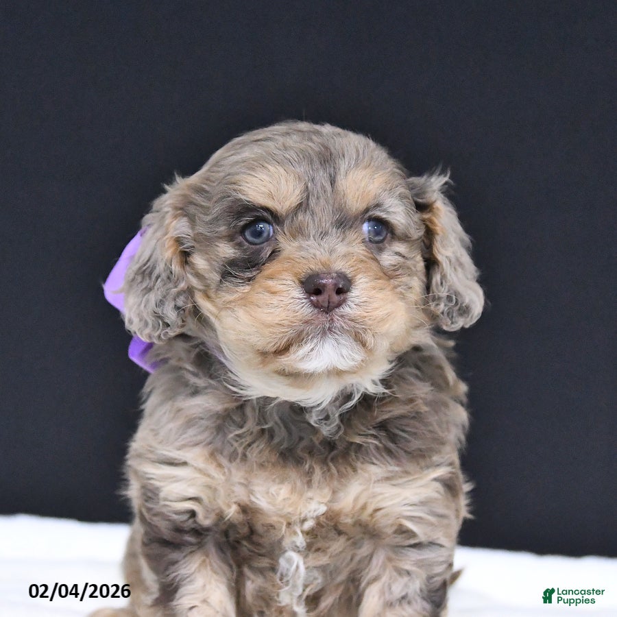 Cavapoo dogs Zoey - Ad 2