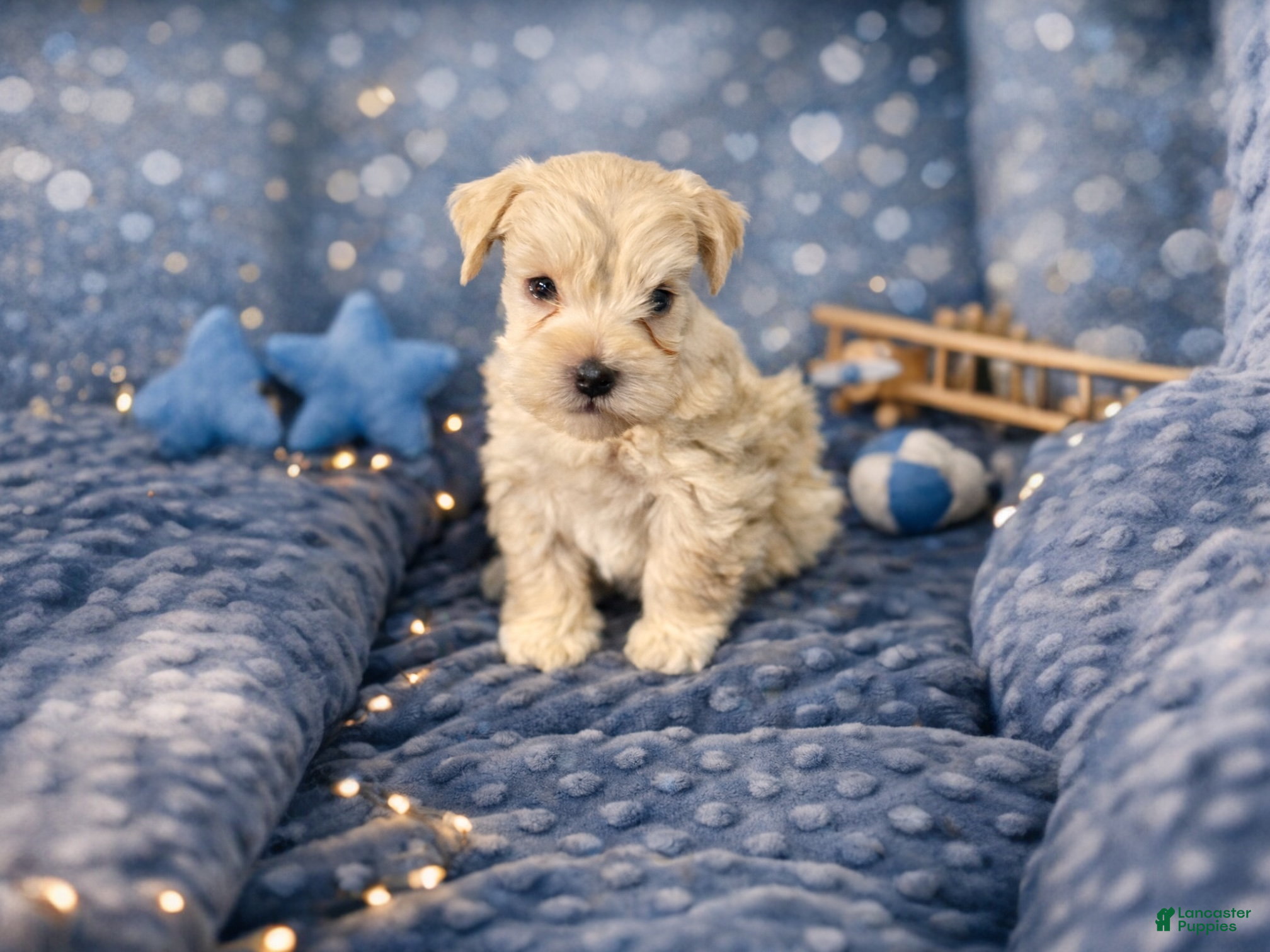 Miniature Schnauzer dogs Mr Sleet - Ad 1