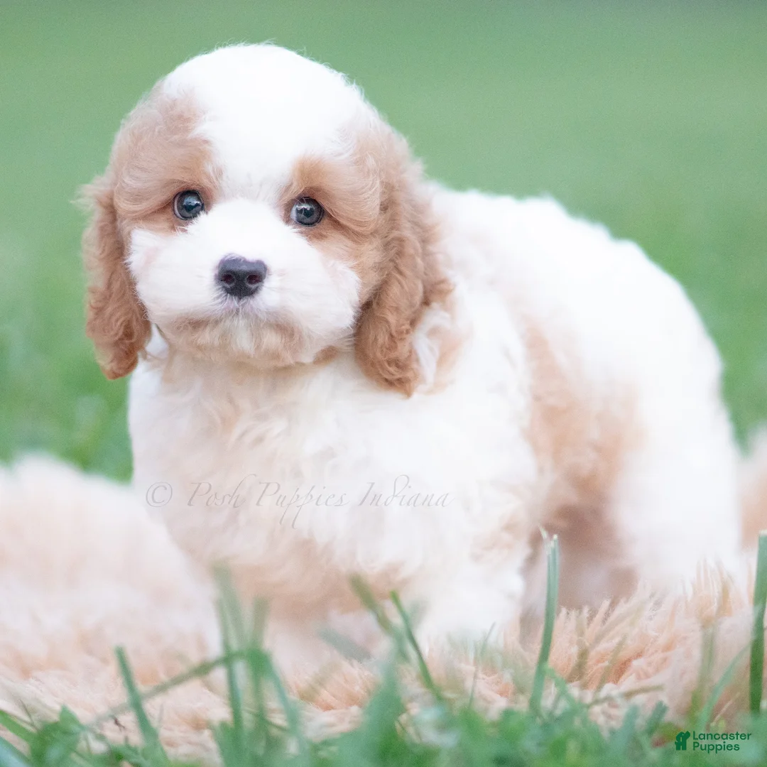 Cavapoo dogs for sale: Jett - Ad 2