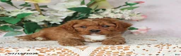 Cavapoo dogs for sale: Lennon - Ad 5