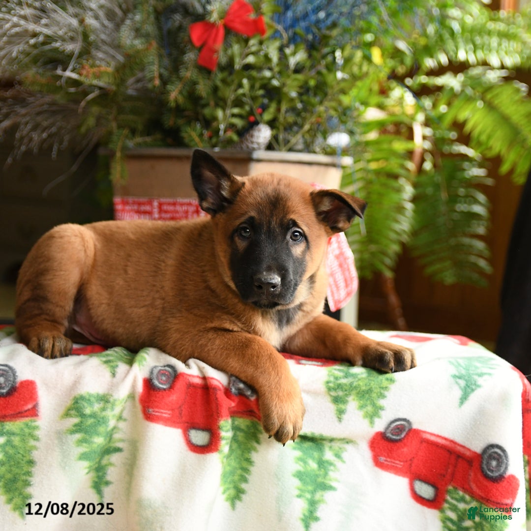 Belgian Malinois dogs for sale: Coconut - Ad 2