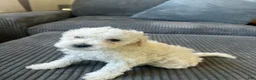 Mixed Breed dogs for sale: Mixed Breed 2 - Ad 1