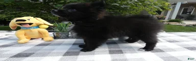 Pomeranian 4  Blackie