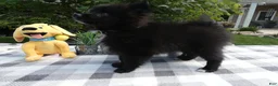 Pomeranian dogs for sale: Pomeranian 4  Blackie - Ad 1