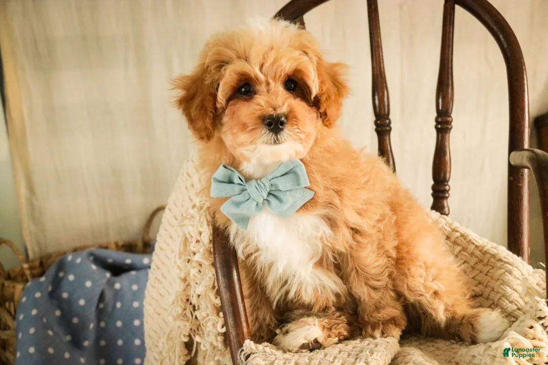 Miniature Poodle dogs for sale: Ramsey - Ad 4