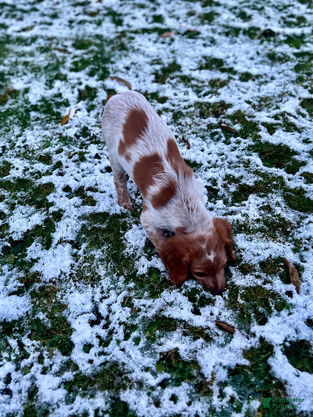 Brittany Spaniel dogs for sale: Autumn - Ad 5