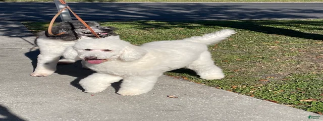 Bella 