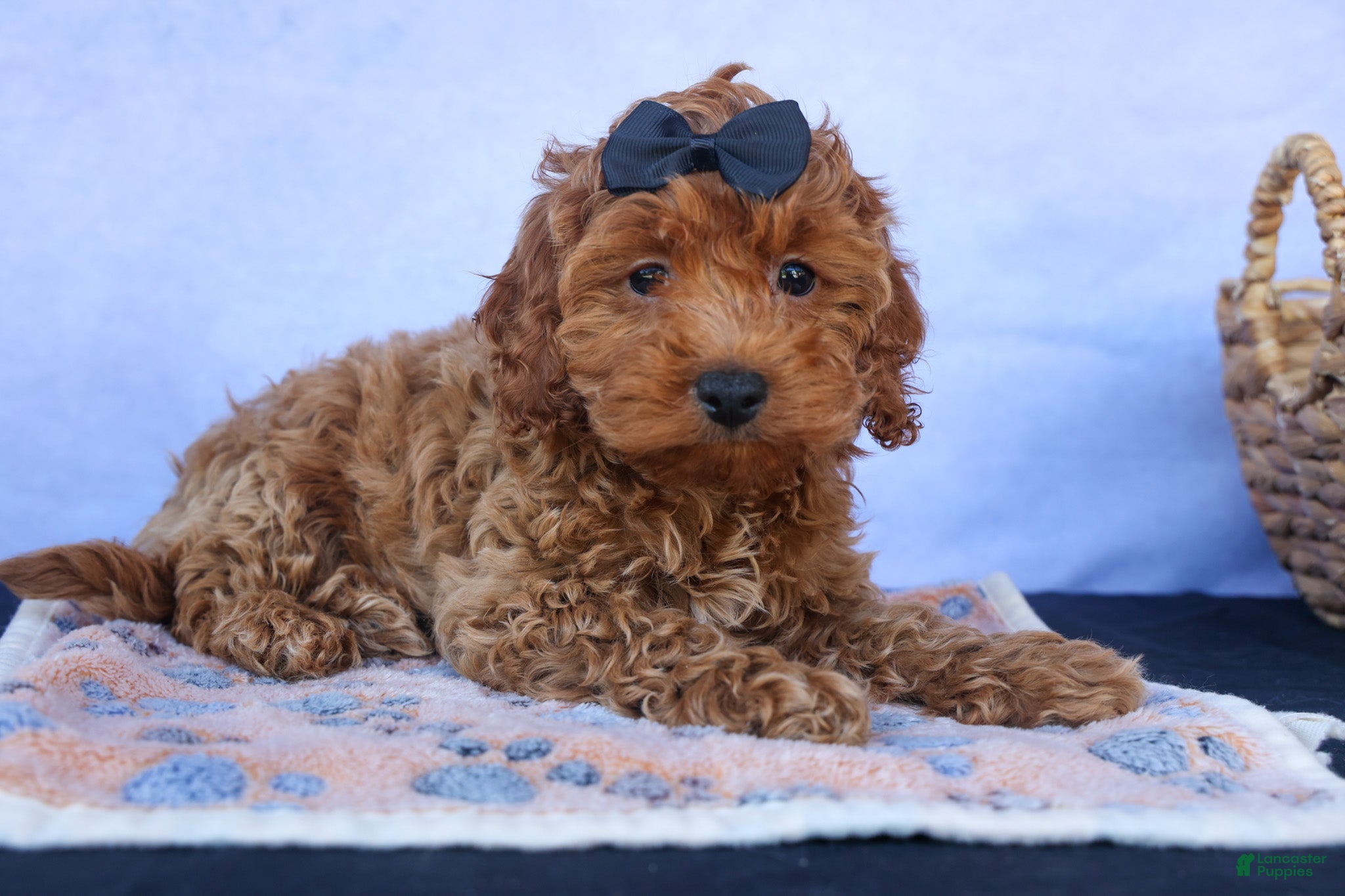 Cavapoo dogs for sale: ROMEO - Ad 10