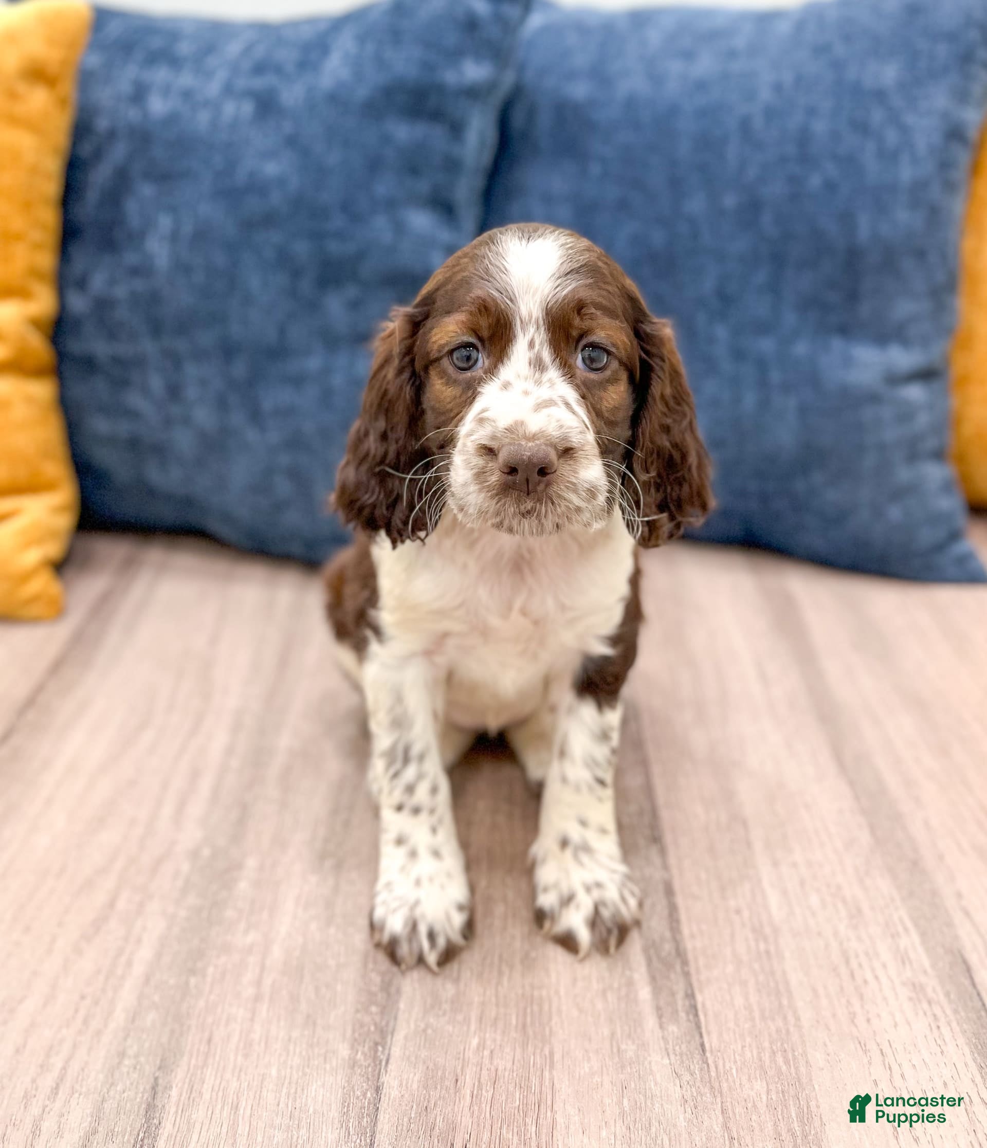 Brown Springer Spaniel Classifieds Springer Welsh Welsh Springer
