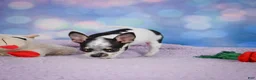 Chihuahua dogs for sale: DAHLIA - Ad 6