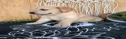 Golden Retriever dogs for sale: Grace - Ad 17