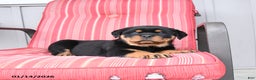Rottweiler dogs for sale: Shadow - Ad 2