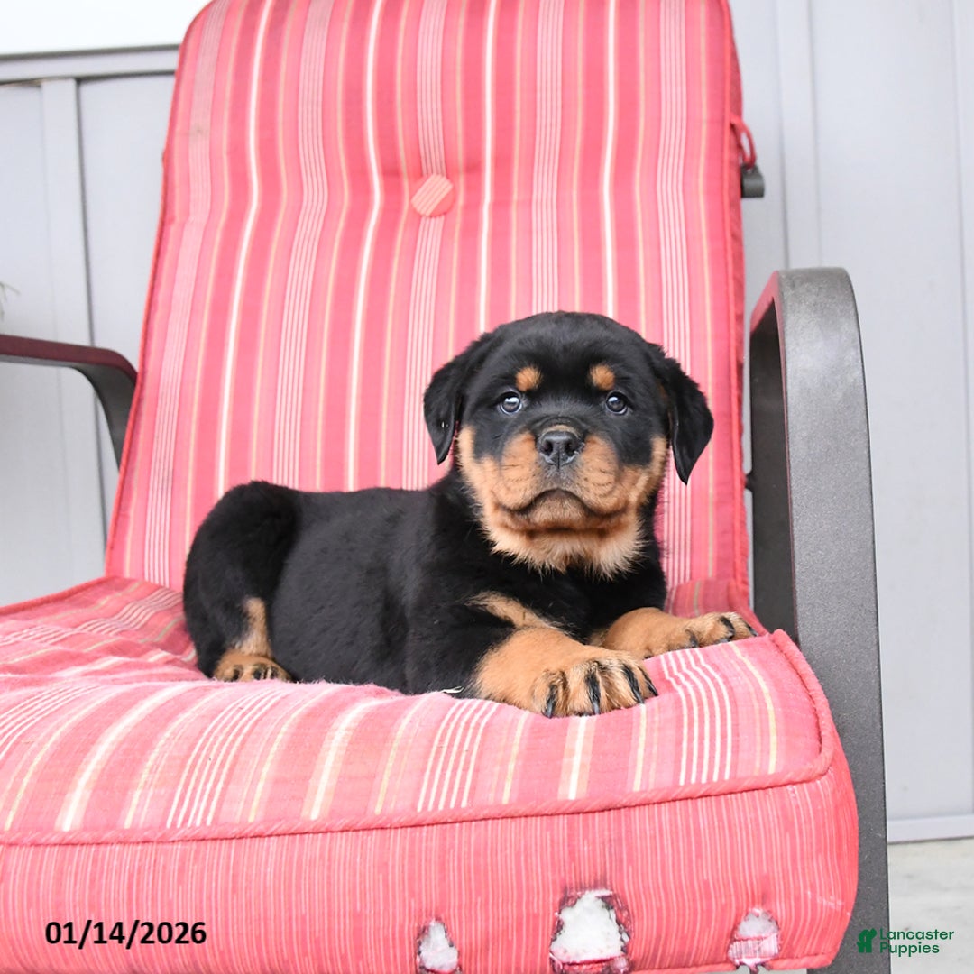 Rottweiler dogs for sale: Shadow - Ad 2