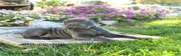 Cane Corso dogs for sale: Tahira - Ad 5