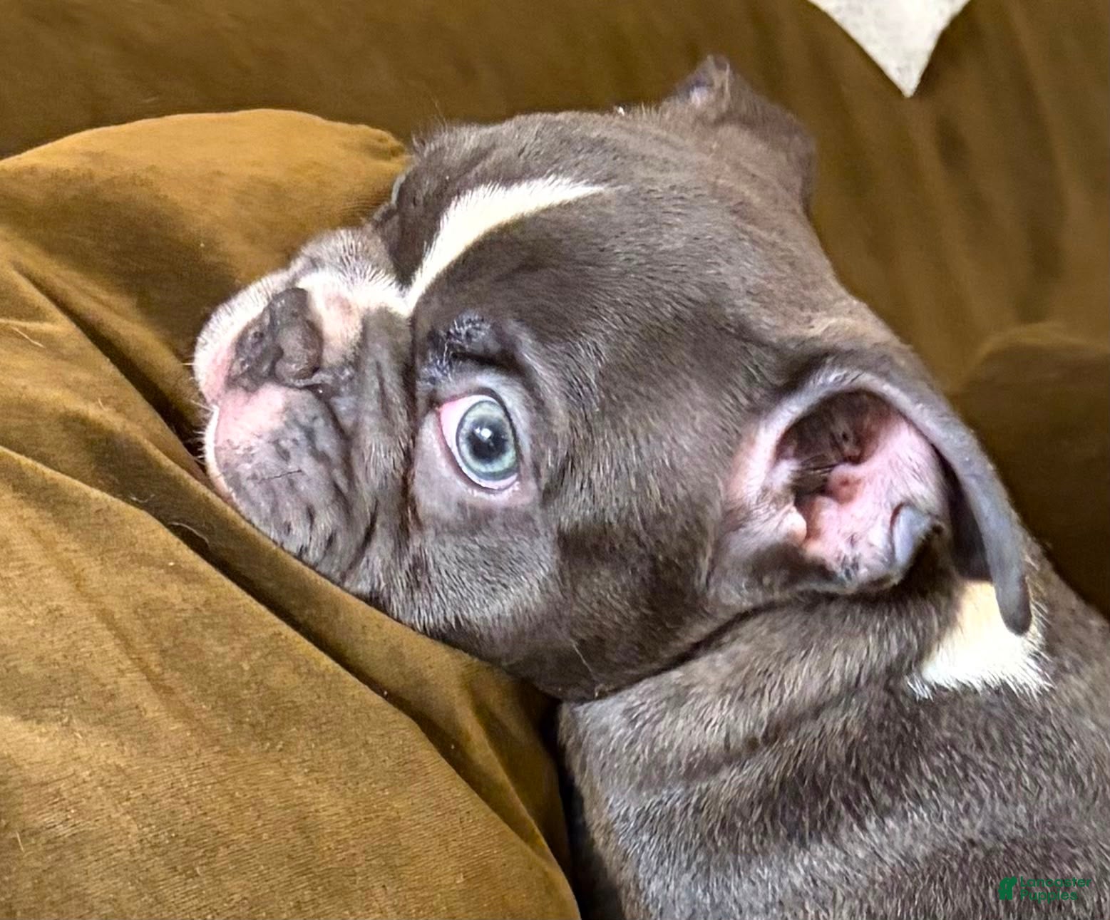 French Bulldog dogs  Leo - Ad 3