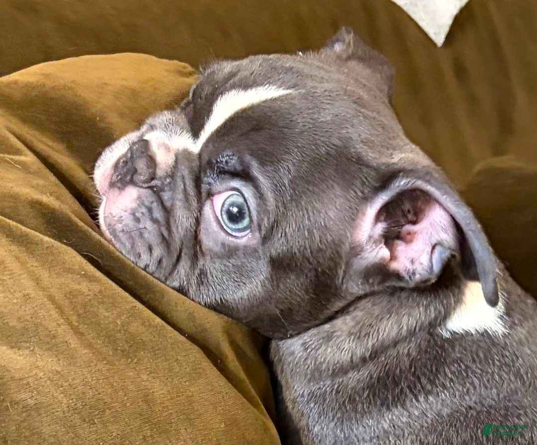 French Bulldog dogs for sale:  Leo - Ad 1