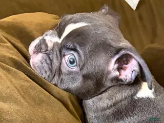 French Bulldog dogs Leo - Ad 7