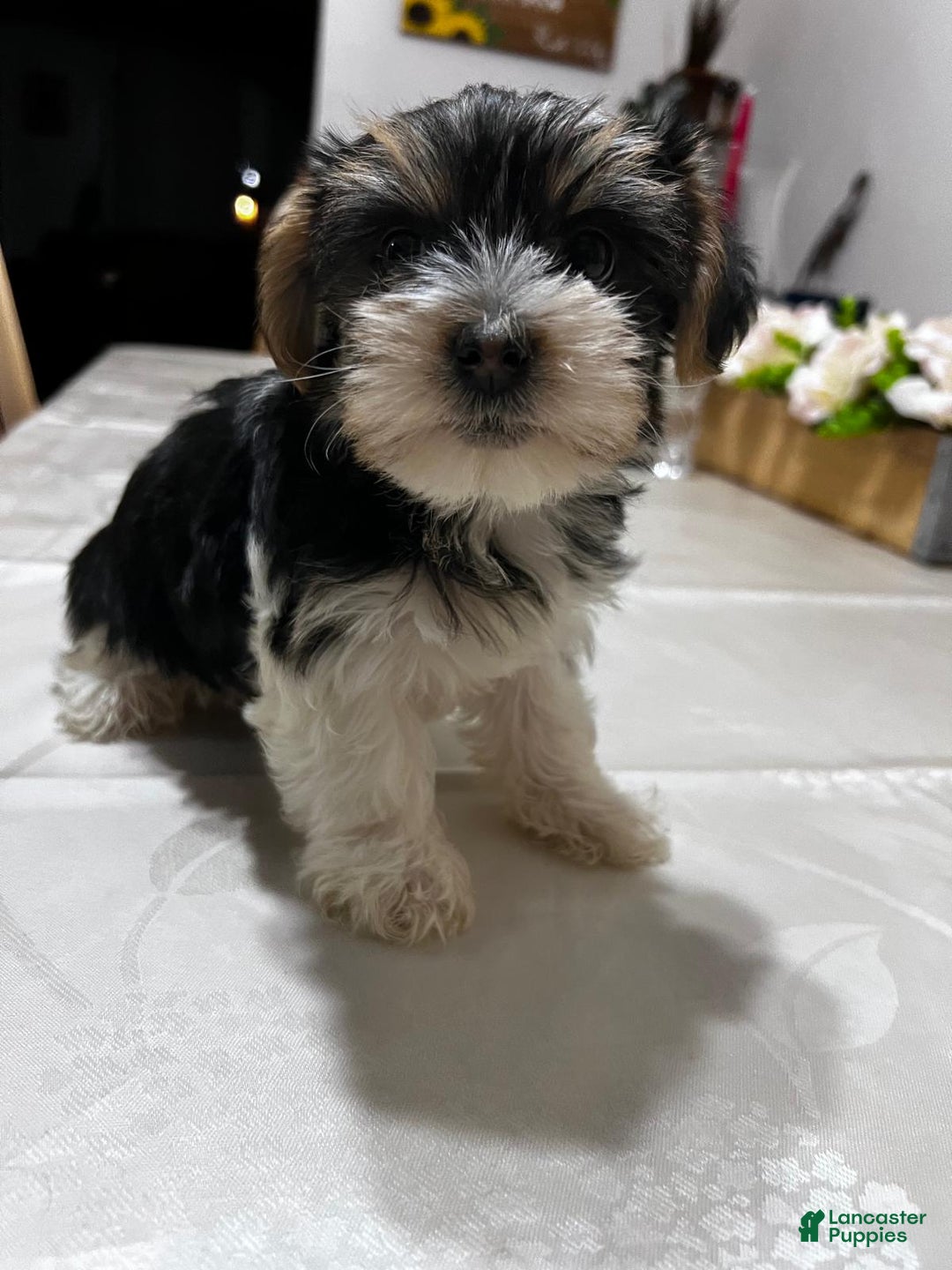 Biewer Terrier dogs for sale: Puppy - Ad 11