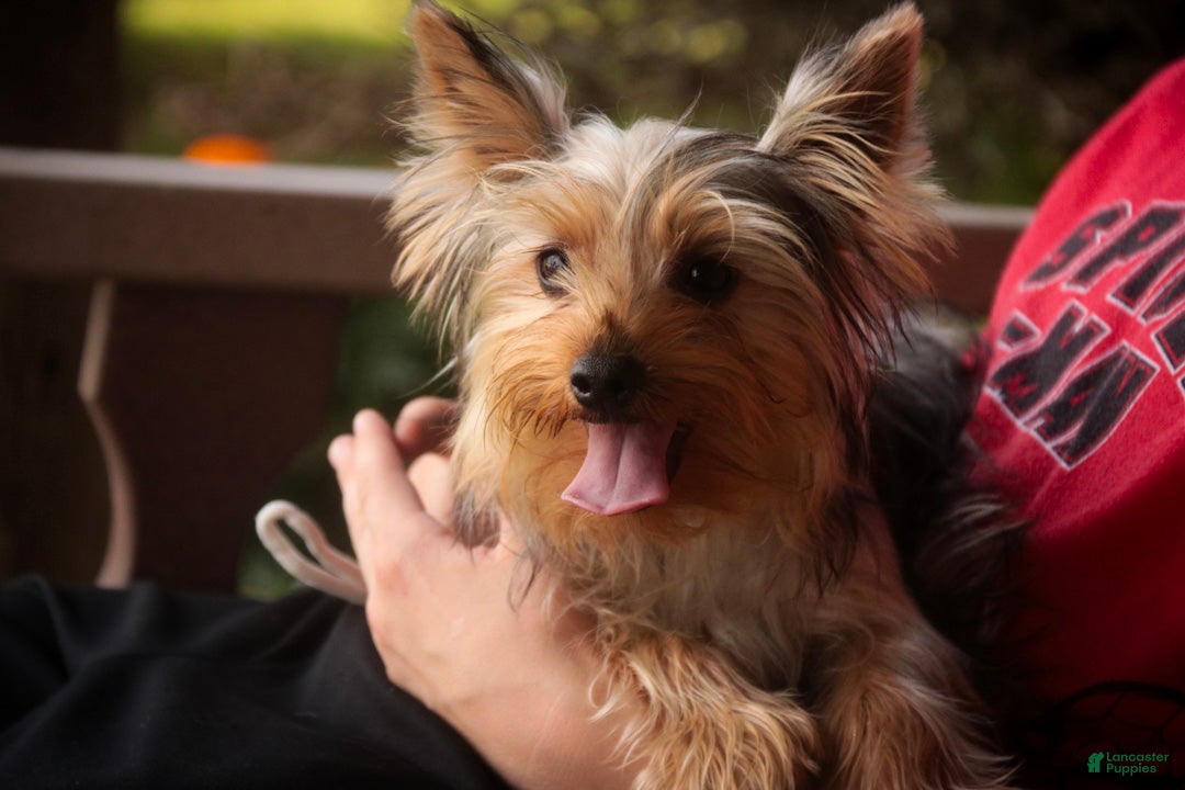 Yorkshire Terrier dogs Lucy - Ad 2