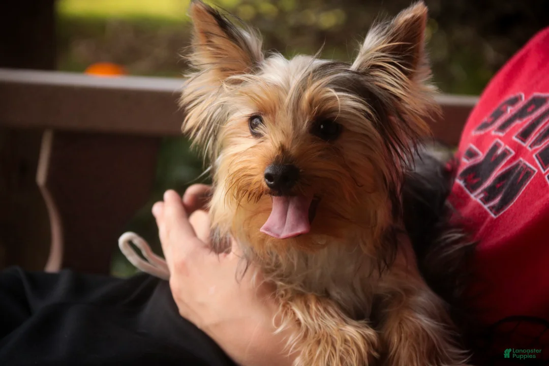Yorkshire Terrier dogs for sale: Lucy - Ad 2