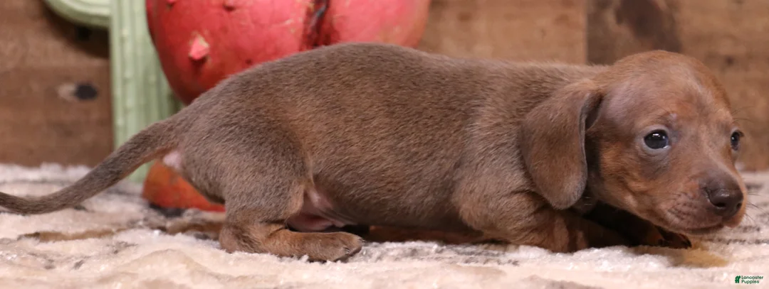 Miniature Dachshund dogs for sale: Shaggy blue/tan smoothcoat male - Ad 1