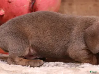 Miniature Dachshund dogs Shaggy blue/tan smoothcoat male - Ad 4