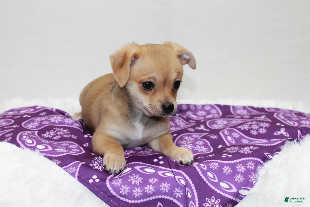 Chihuahua dogs for sale: Chihuahua 4 - Ad 6