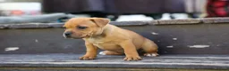 Staffordshire Bull Terrier dogs for sale: Mia Belle 🌸 - Ad 5