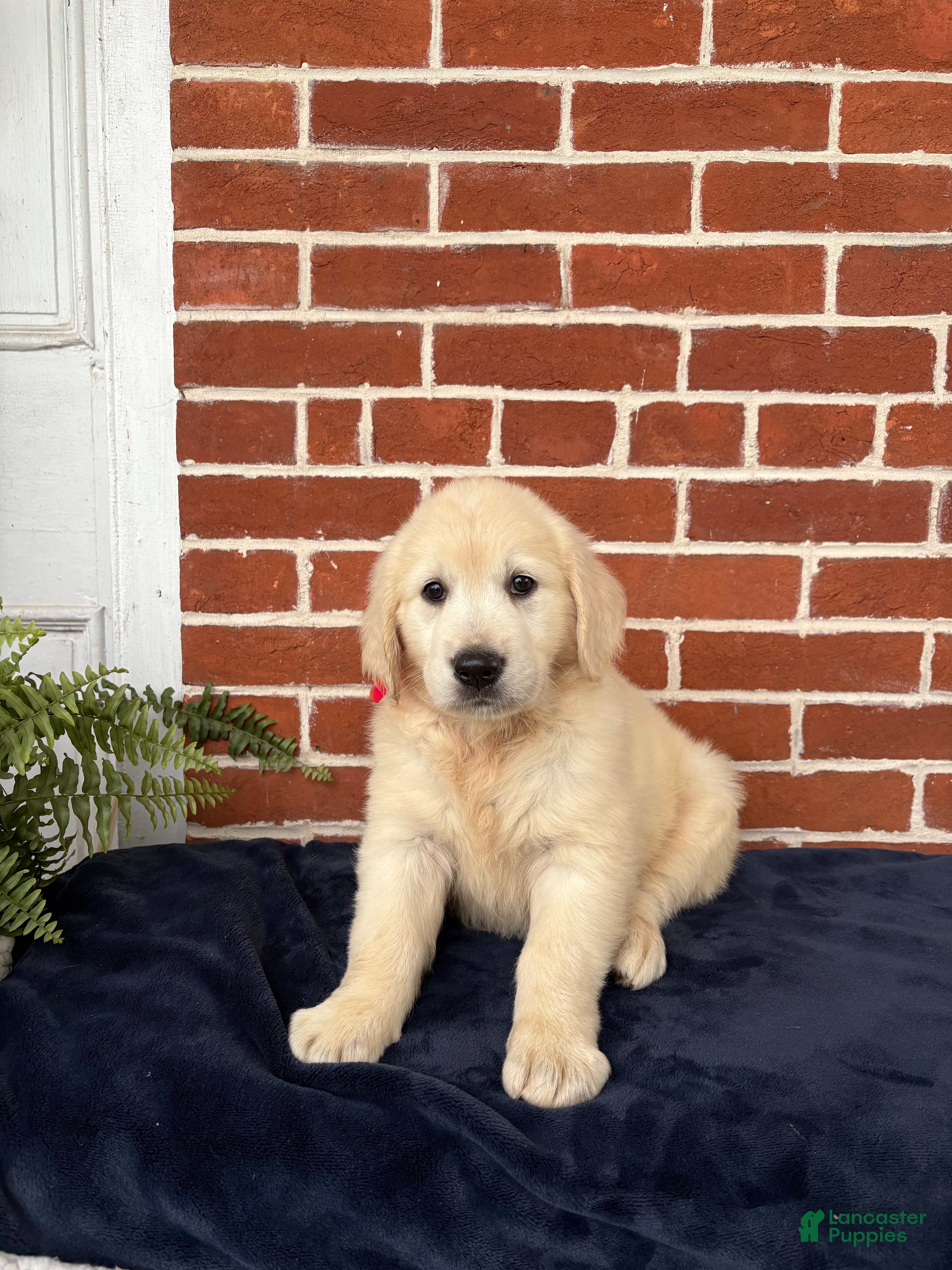 Golden Retriever dogs Gabby - Ad 2
